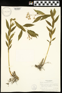 Amsonia tabernaemontana image