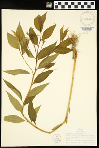 Amsonia tabernaemontana image