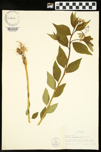 Amsonia tabernaemontana image