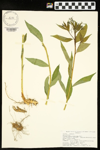 Amsonia tabernaemontana image