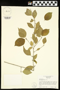 Ilex ambigua image