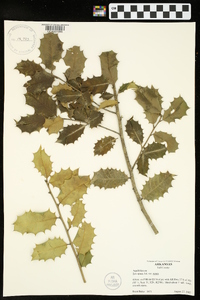 Ilex opaca var. opaca image