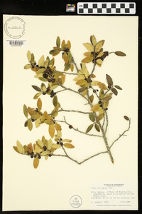 Ilex vomitoria image