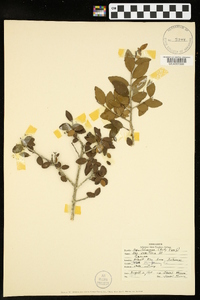 Ilex vomitoria image