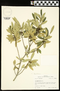 Ilex myrtifolia image