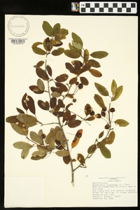 Ilex mucronata image