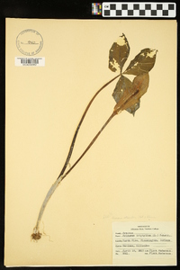 Arisaema atrorubens image