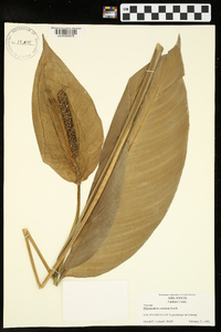 Philodendron cordatum image