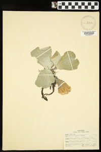 Pistia stratiotes image