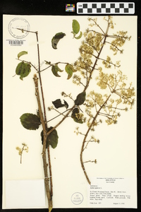 Aralia spinosa image