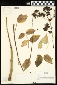 Aralia spinosa image