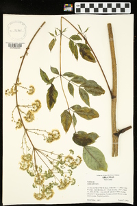 Aralia spinosa image