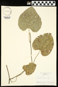 Isotrema tomentosa image