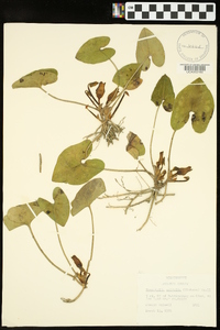 Hexastylis arifolia image