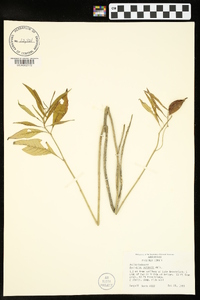 Asclepias perennis image