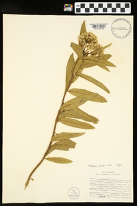 Asclepias viridis image