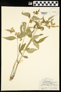 Asclepias quadrifolia image