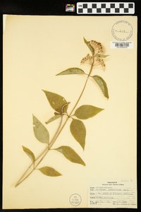 Asclepias quadrifolia image