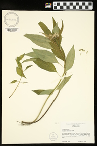 Asclepias perennis image