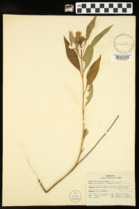 Asclepias perennis image