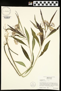 Asclepias perennis image