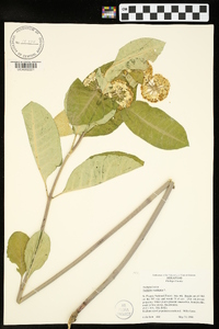 Asclepias variegata image