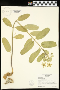 Asclepias viridis image