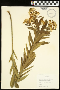 Asclepias tuberosa subsp. interior image