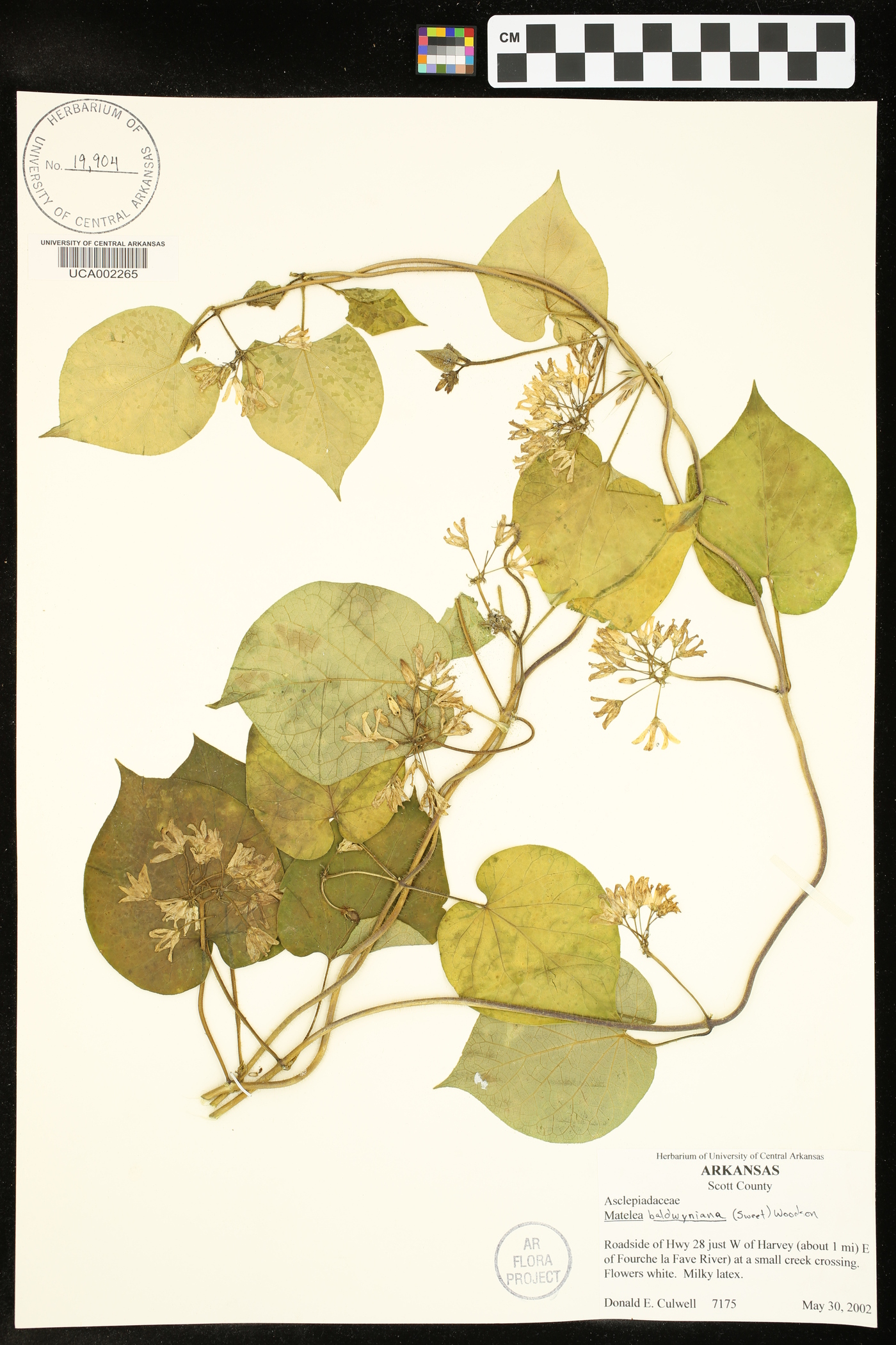 Matelea baldwyniana image