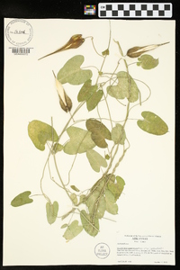 Funastrum cynanchoides image