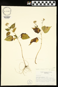 Ageratina altissima var. altissima image