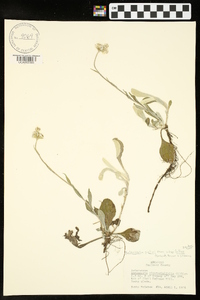 Antennaria parlinii subsp. fallax image