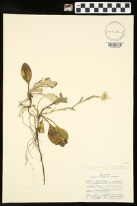 Antennaria parlinii subsp. fallax image