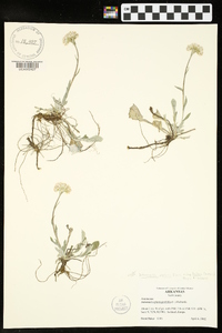 Antennaria parlinii subsp. fallax image