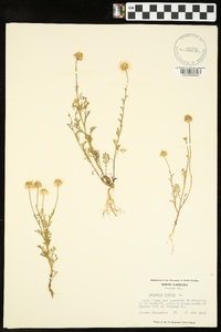 Anthemis cotula image