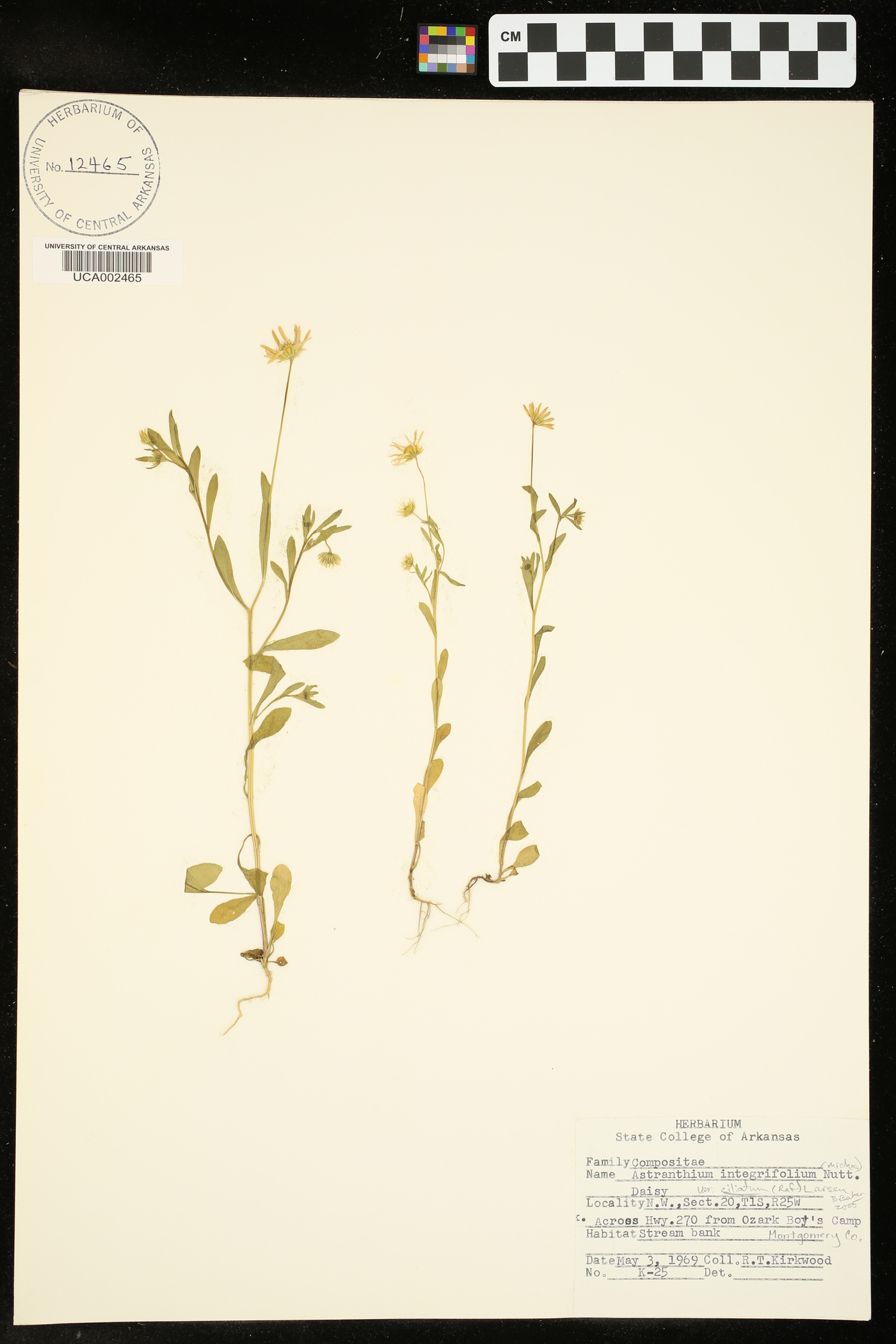 Astranthium integrifolium var. ciliatum image