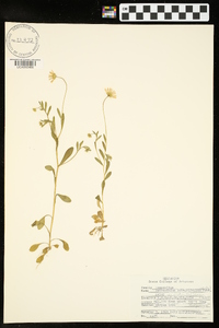 Astranthium integrifolium image