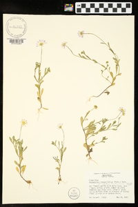 Astranthium integrifolium image