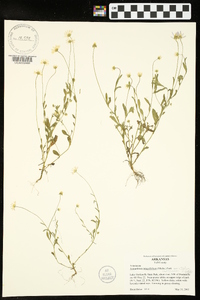 Astranthium integrifolium var. ciliatum image