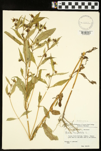 Bidens tripartita image