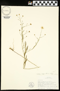 Boltonia diffusa image