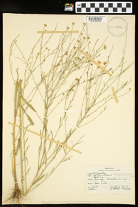 Boltonia diffusa var. interior image