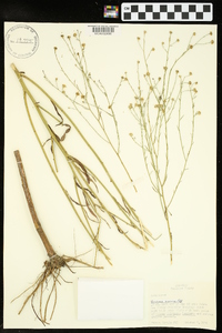 Boltonia diffusa image