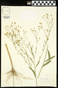 Boltonia diffusa image