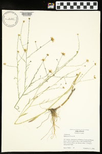 Boltonia diffusa image