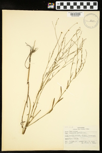 Boltonia diffusa image