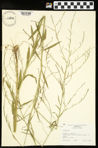 Boltonia diffusa image