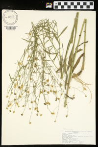 Boltonia diffusa image