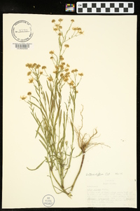 Boltonia diffusa image