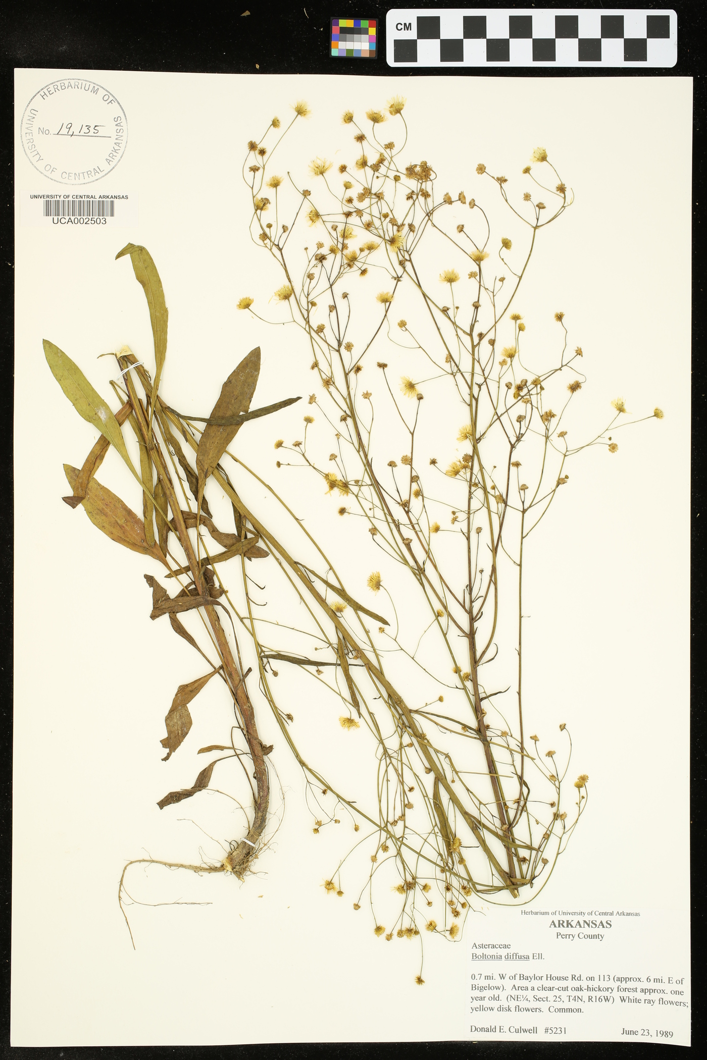 Boltonia diffusa image